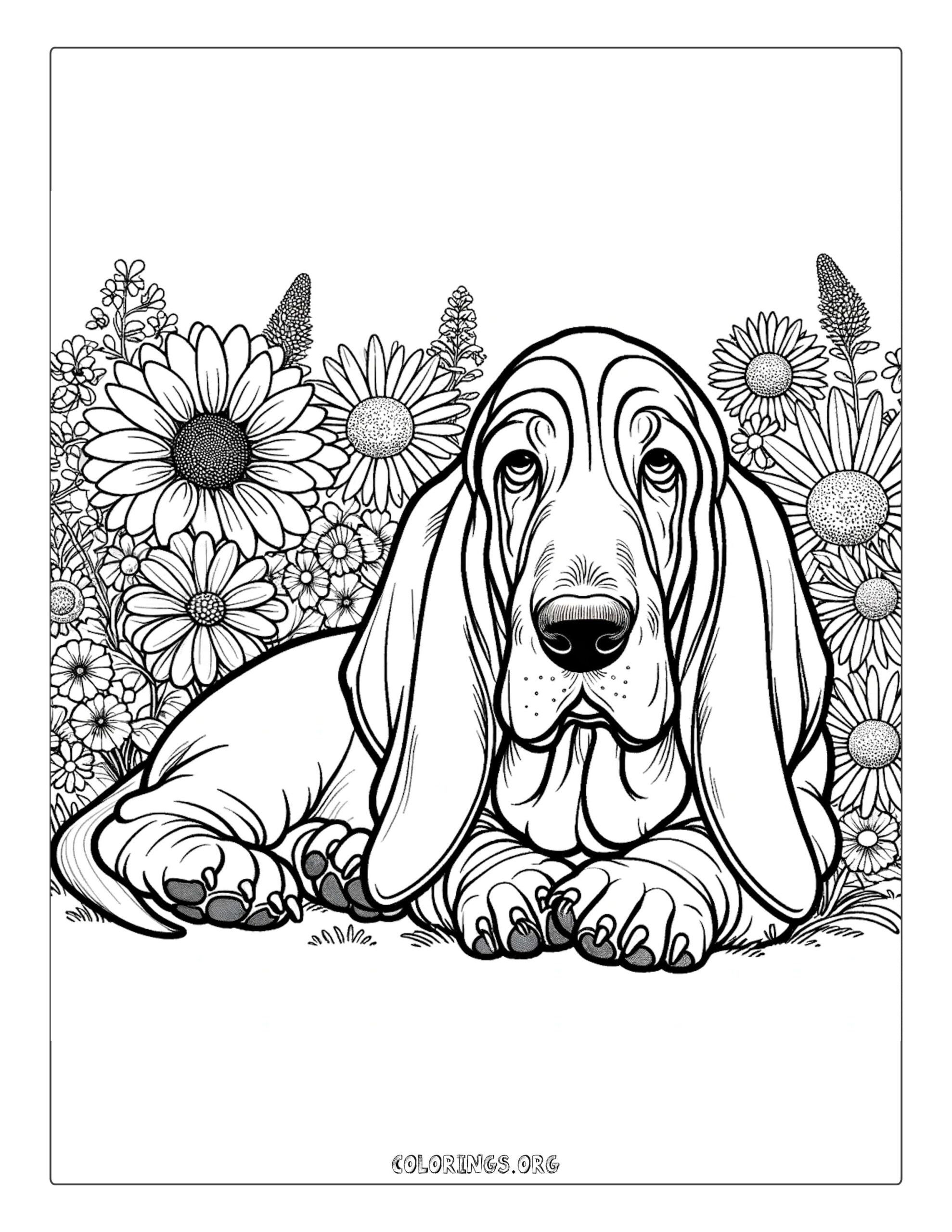 Basset hound in garden coloring page